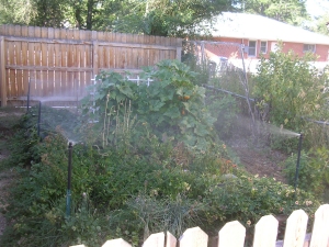 A backyard garden with various green plants and a wooden fence.