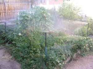 Garden plants being watered by a sprinkler system.