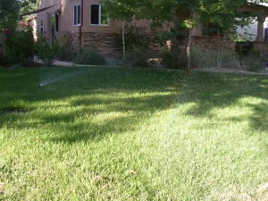 A sunlit grassy lawn with shadows and a house in the background.